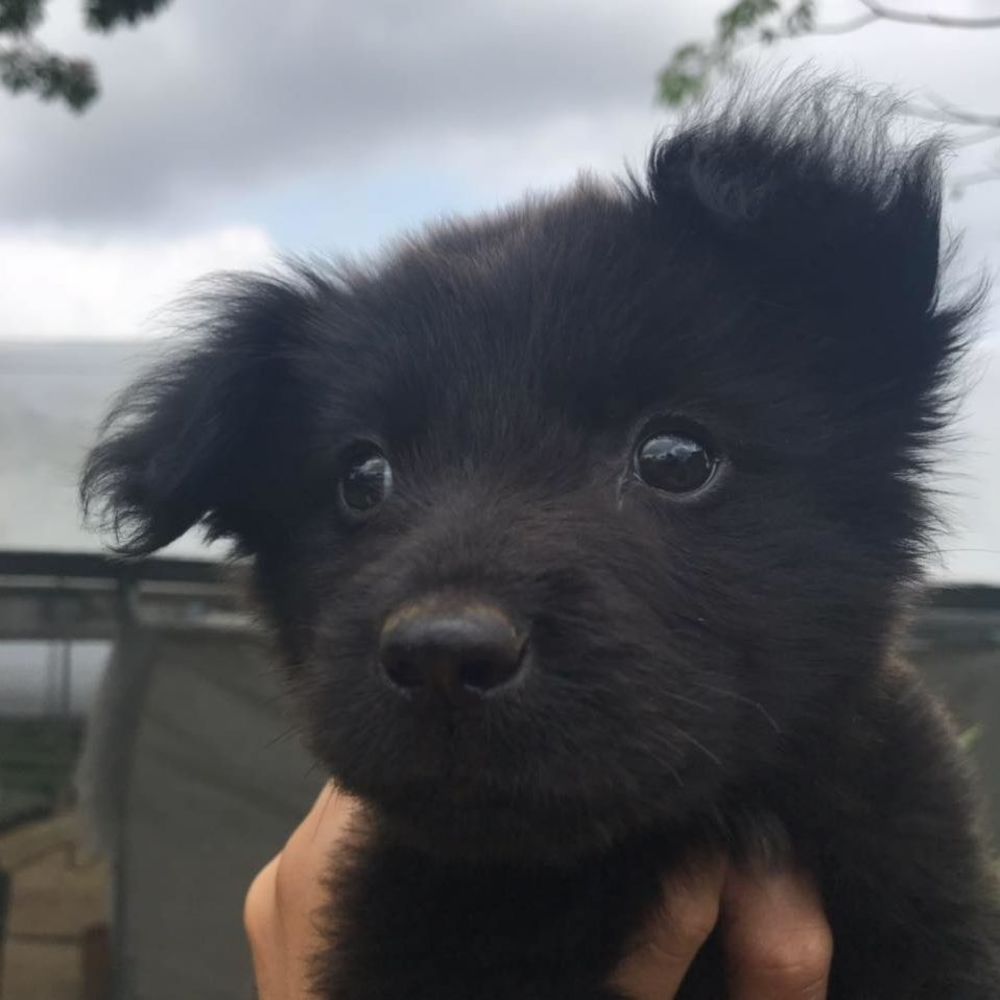 Meet your Posher, Emir